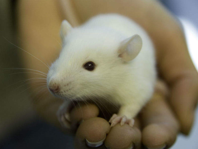Research reveals rats can detect tuberculosis via smell