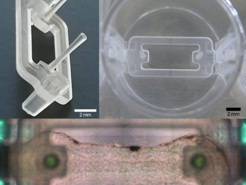 3D bioprinting platform engineers and tissue - Device Network