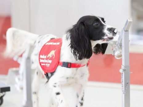 Study finds sniffer dogs detect malaria faster than diagnostic tests