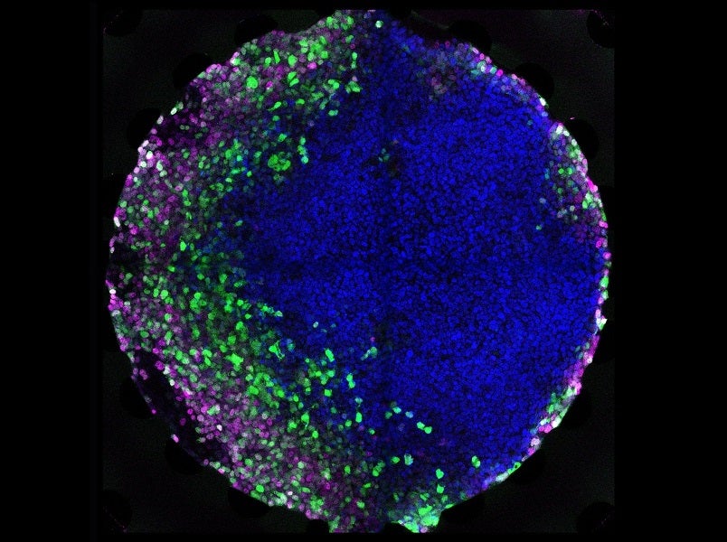 microfluidic stem cell growth