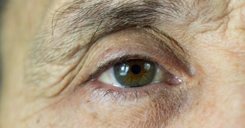 Pig skin protein helps corneal blindness patients - Vimarsana News